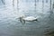 Elegant white swan in a calm lake with waves in concentric circles