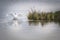 Elegant white swan spreading his wings with lovely reflection on the icy water