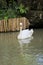 An elegant white swan swimming in a lush secluded pond in a beautiful Thai park.