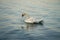 Elegant white swan wading in a lake