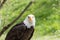 Elegant wild bald eagle flying experience