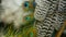 Elegant wild exotic bird, colorful artistic feathers. Close up of peacock textured plumage. Flying Indian green peafowl