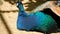 Elegant wild exotic bird, colorful artistic feathers. Close up of peacock textured plumage. Flying Indian green peafowl