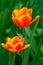 Elegant yellow tipped orange tulips