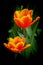 Elegant yellow tipped orange tulips