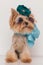 Elegant yorkie puppy with cute bow, scarf and sunglasses looking up