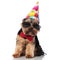 Elegant yorkie with sunglasses and birthday cap sitting