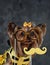 Elegant yorkshire doggy weared in bee dress against dark background