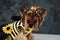 Elegant yorkshire doggy weared in bee dress against dark background