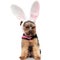Elegant yorkshire terrier wearing pink bunny ears looks to side