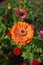 Elegant zinnia orange-pink with yellow center flower close up