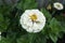 Elegant zinnia white with yellow center flower