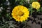 Elegant zinnia yellow flower close up