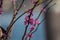 Elegantly shaped branches with some small pink flowers on a blue blurred background