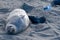 Elelphant Seal Mother Nursing