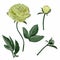 Element for you design. Lime yellow peony flowers, buds and leaves isolated on white background.