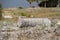 Elements of antique ruins of limestone blocks. The destroyed columns. Ruins of city of Hierapolis