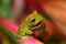 Elena`s Treefrog, Boophis elenae, frog in Ranomafana National Park, Madagascar wildlife