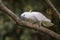 Eleonora cockatoo - Cacatua galerita eleonora