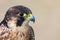 Eleonora's falcon (Falco eleonorae) closeup portrait.