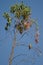 Eleonora`s falcon Falco eleonorae on a eucalyptus branch.