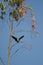Eleonora`s falcon Falco eleonorae on a eucalyptus branch.