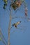 Eleonora`s falcon landing on a eucalyptus branch.