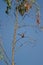 Eleonora`s falcon landing on a eucalyptus branch.