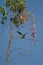 Eleonora`s falcon landing on a eucalyptus branch.