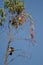 Eleonora`s falcon landing on a eucalyptus branch.