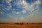 Elepahnt herd group near the water hole, blue sky with clouds. African elephant, Savuti, Chobe NP in Botswana. Wildlife scene from