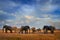 Elepahnt herd group near the water hole, blue sky with clouds. African elephant, Savuti, Chobe NP in Botswana. Wildlife scene from