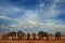 Elepahnt herd group near the water hole, blue sky with clouds. African elephant, Savuti, Chobe NP in Botswana. Wildlife scene from