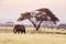 Elephant and acacia in Amboseli