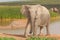 Elephant in Addo Elephant National Park