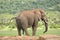 Elephant, Addo Elephant National park