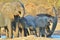 Elephant, African - Wildlife Background from Africa - Drink of the Magnificent Beasts