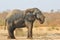 Elephant, African - Wildlife Background from Africa - Mud spa and Health treatment of skin