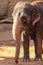 Elephant, African Wildlife Background from Africa The Real Giant from the Animal Kingdom. An Endangered Species that