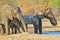 Elephant, African - Wildlife Background from Africa - Splash of Blue and Cool