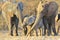 Elephant, African - Wildlife Background from Africa - Three Generations together