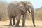 Elephant, African - Wildlife Background from Africa - Trunk, super tool
