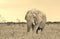 Elephant, African - Wildlife Background - Age and Wisdom