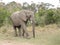 elephant alone in the middle of the savanna