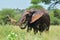 Elephant alone on savana