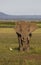 Elephant alone with a small white bird