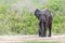 Elephant alone at a watering hole surrounded by green bushes