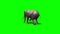 Elephant ambles past - green screen