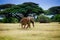 Elephant in Amboseli