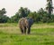 Elephant in the Amboseli National Park